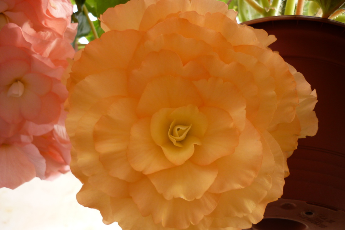 B. ‘Busby Peach’
